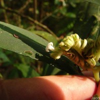 Ophiorrhiza pectinata Arn.